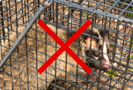 鳥獣を捕獲しているイメージ