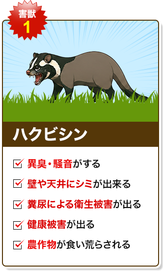 ハクビシン