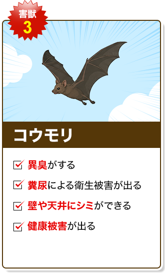 コウモリ