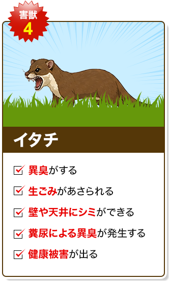 イタチ