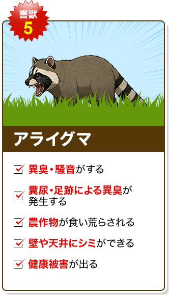 アライグマ